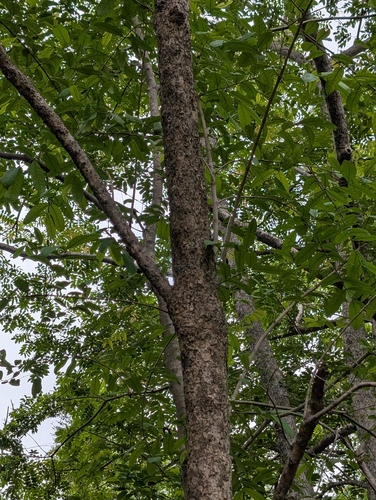 Wrightia tinctoria, photograph 3
