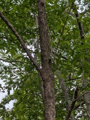 Wrightia tinctoria, photograph (c) Ravuri Krishna Chaitanya, some rights reserved (CC BY)