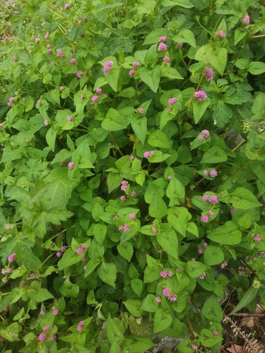 Nepal Persicaria