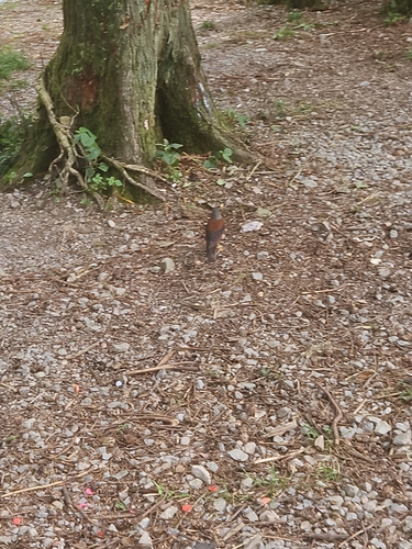 Chestnut Thrush