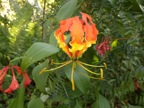 Gloriosa superba observed 2026-08-04