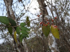 Rhus terebinthifolia