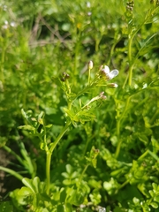 Cardamine amara