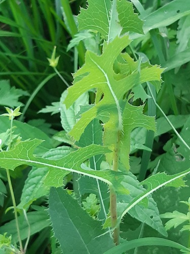 prickly lettuce