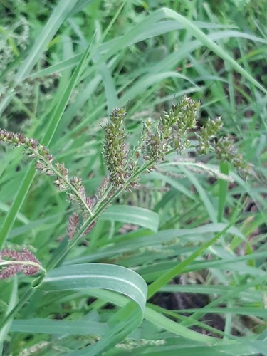 barnyardgrass