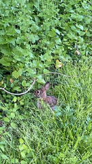 Sylvilagus floridanus