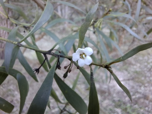 Myoporum montanum, photograph 5