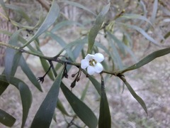 Myoporum montanum, photograph (c) SatNavSaysStraightOn, some rights reserved (CC BY)