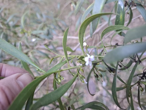 Myoporum montanum, photograph 6
