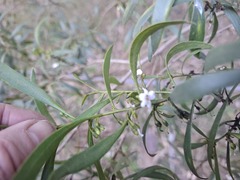Myoporum montanum, photograph (c) SatNavSaysStraightOn, some rights reserved (CC BY)