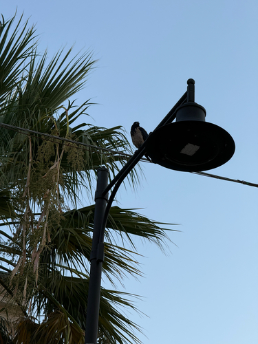 Hooded Crow