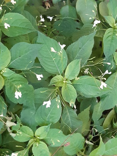 small balsam