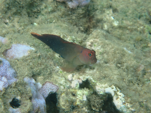 Cirripectes vanderbilti observed 2026-08-15