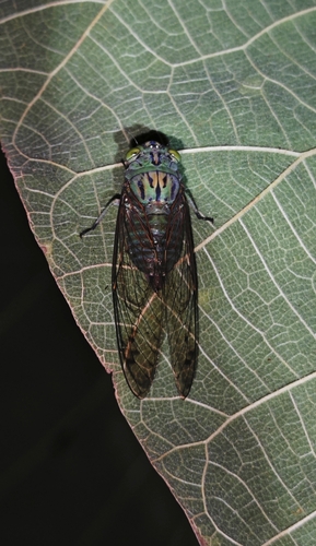 Orientopsaltria musicus