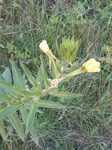 hairy evening primrose
