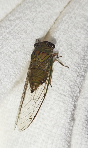 Chremistica umbrosa