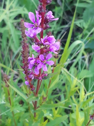 purple loosestrife