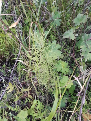 wood horsetail