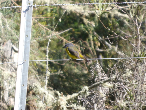 Eastern Yellow Robin