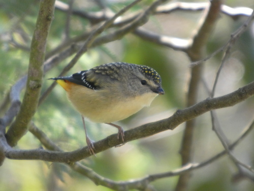 Spotted Pardalote
