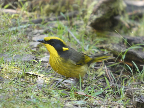 Yellow-tufted Honeyeater