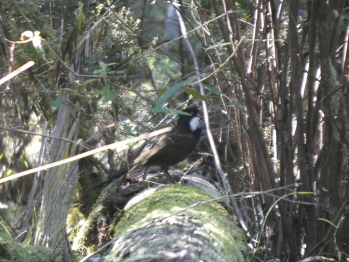 Eastern Whipbird