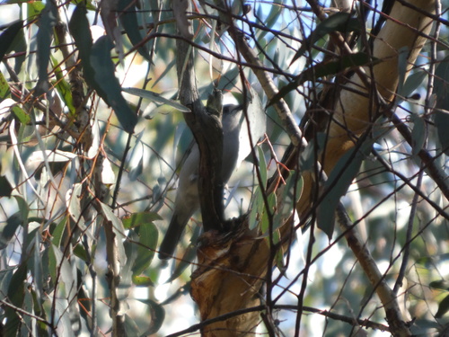 Gray Shrikethrush