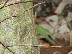 Anolis limifrons