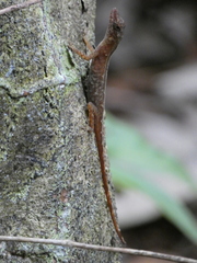 Anolis limifrons