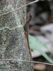 Anolis limifrons