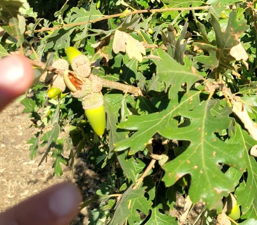 iNaturalist observation photo of valley oak