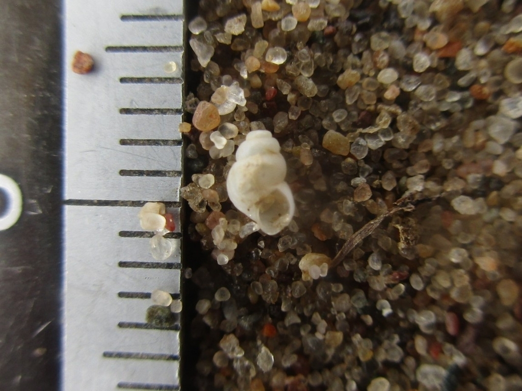 Probythinella