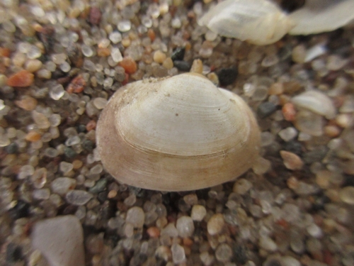 Sphaerium transversum, 2026-08-14