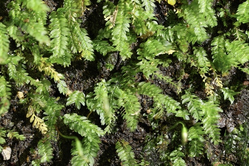 Rhizogonium distichum observed 2026-08-16