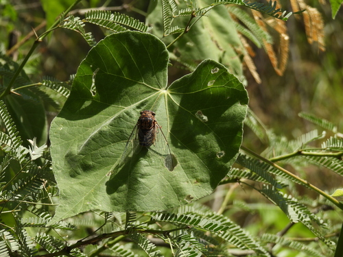 Diceroprocta eugraphica