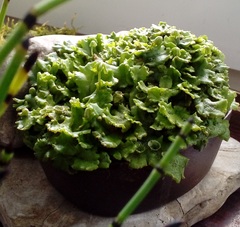 Marchantia polymorpha ruderalis