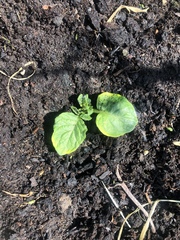Solanum tuberosum