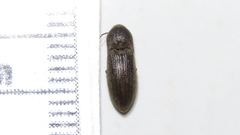 Agriotes mancus