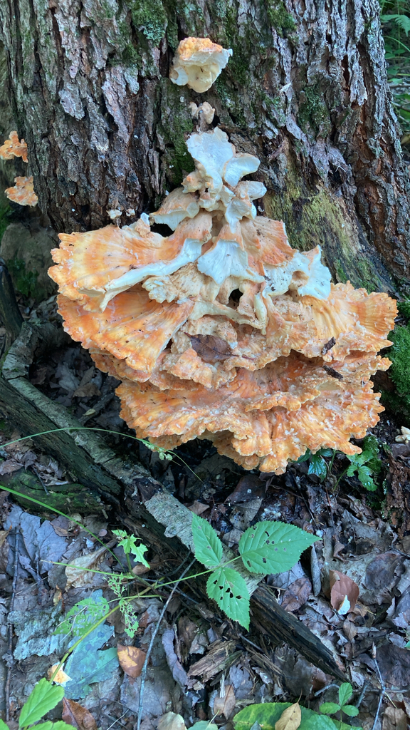 chicken of the woods · August 2026 · photo: Photo: (c) feline, some rights reserved (CC BY) · iNaturalist