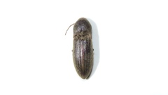 Agriotes mancus