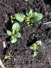 Solanum tuberosum