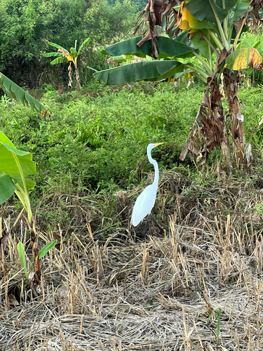 Great Egret