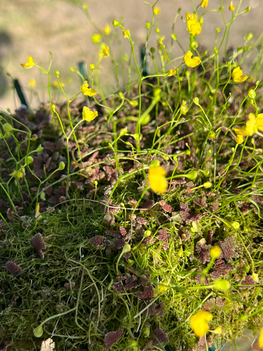 humped bladderwort