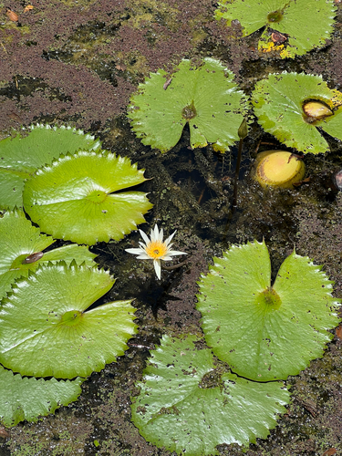 Dotleaf Waterlily