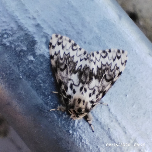 Black Arches
