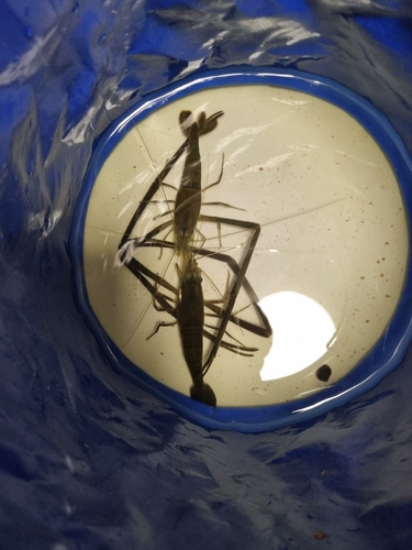 Oriental river prawn