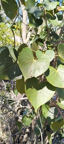 Thespesia thespesioides observed 2026-07-30