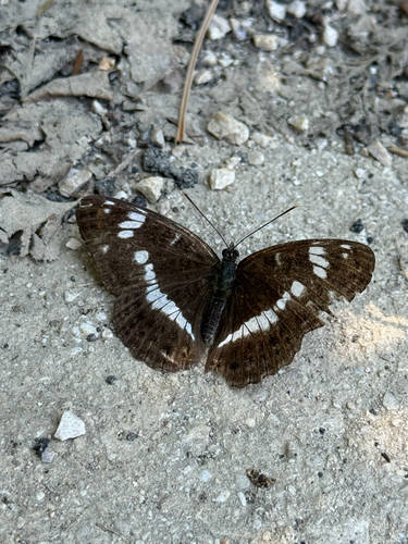 Eurasian White Admiral