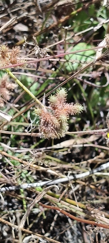 Fuirena ciliaris observed 2026-07-30