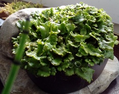 Marchantia polymorpha ruderalis
